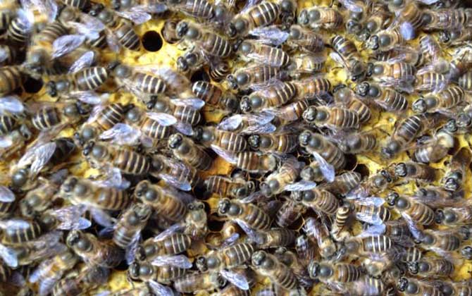 春繁獎(jiǎng)勵(lì)飼喂要堅(jiān)持多久? 春繁