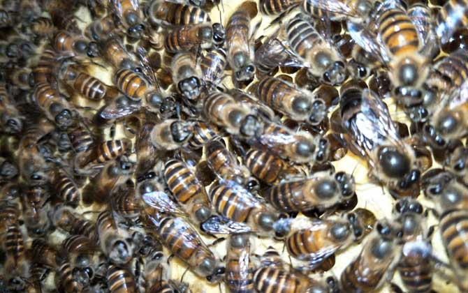 春繁獎(jiǎng)勵(lì)飼喂要堅(jiān)持多久? 春繁