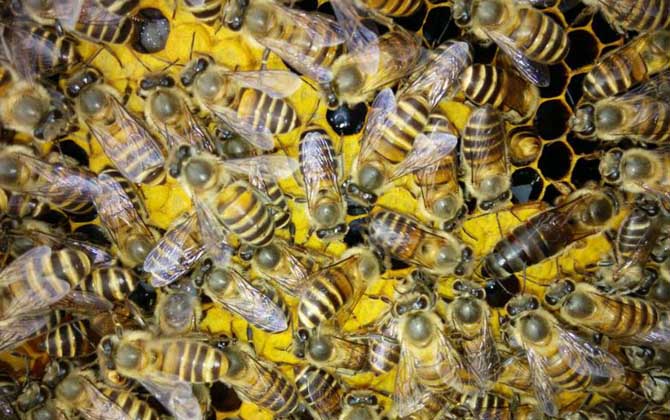 歐洲幼蟲腐臭病的防治方法 歐洲幼蟲腐臭病