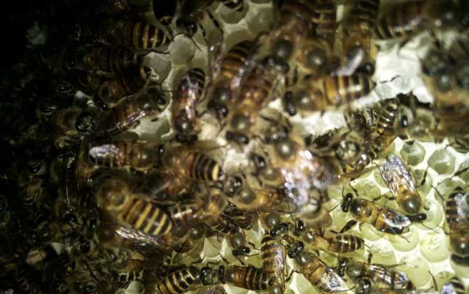 歐洲幼蟲腐臭病的防治方法 歐洲幼蟲腐臭病