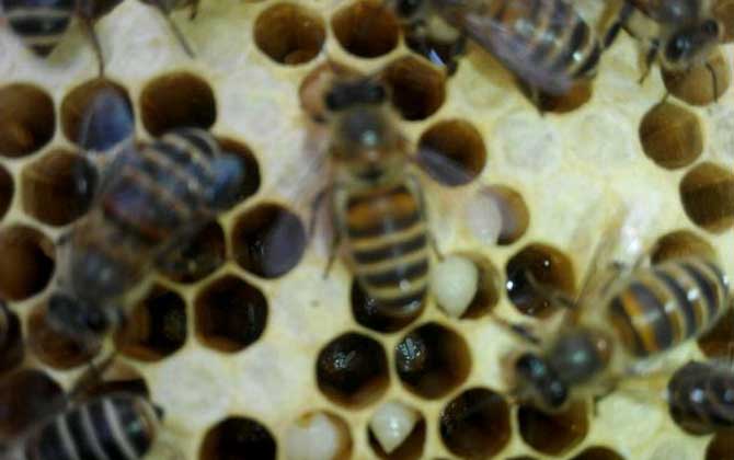 中蜂囊狀幼蟲病防治技術 中蜂囊狀幼蟲病