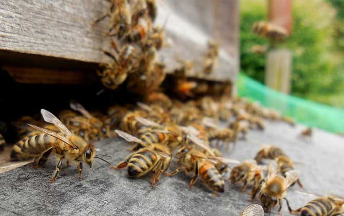 爬蜂病的防治方法及注意事項(xiàng) 爬蜂病