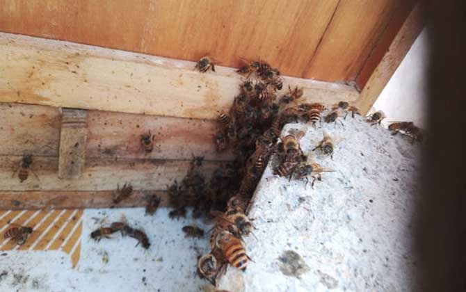 爬蜂病的防治方法及注意事項(xiàng) 爬蜂病