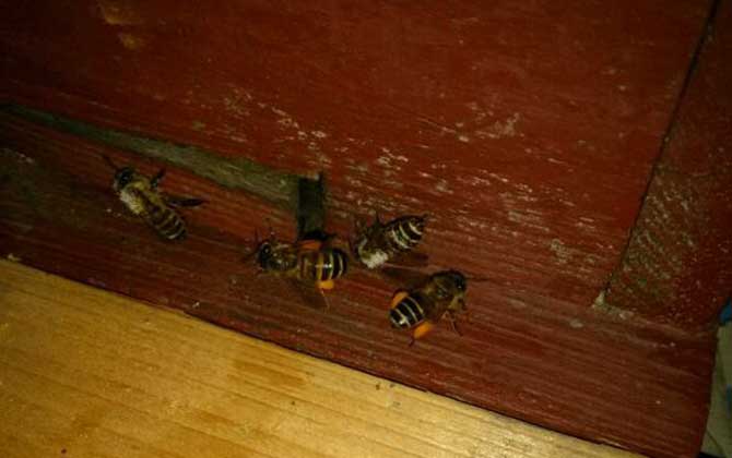 爬蜂病的防治方法及注意事項(xiàng) 爬蜂病