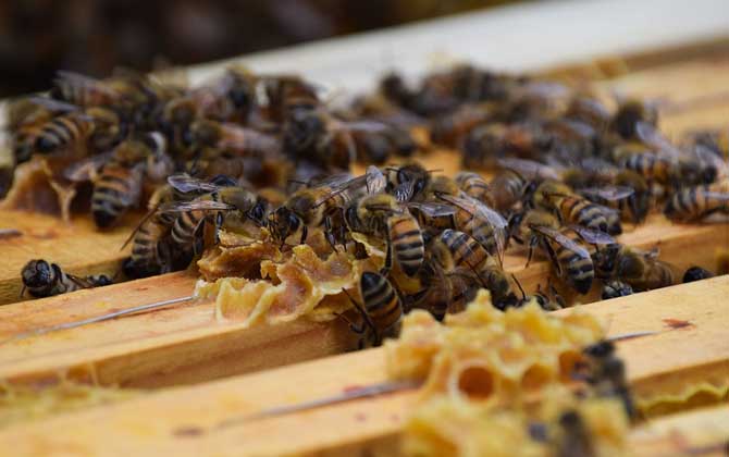 蜂螨怎么治療和預防? 蜂螨