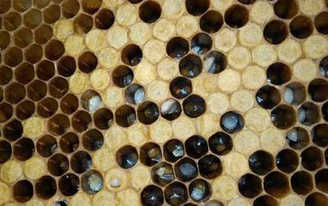 中蜂幼蟲病用什么藥治療? 中蜂幼蟲病