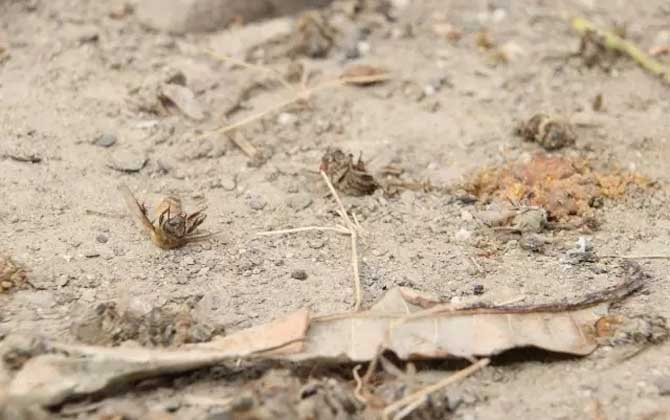 黑蜂病的癥狀及治療方法 黑蜂病