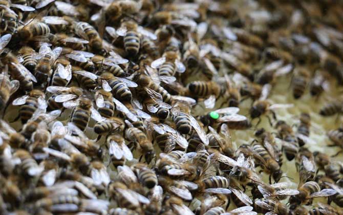 意蜂除螨用什么藥最好? 意蜂除螨