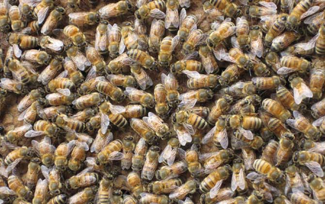 蜜蜂是怎么發育成的?三型蜂的發育大不相同,尤以蜂王最為特殊! 蜜蜂