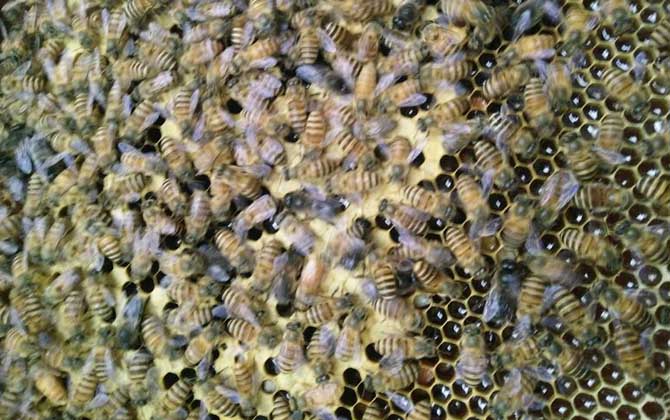 養(yǎng)蜂技術(shù)