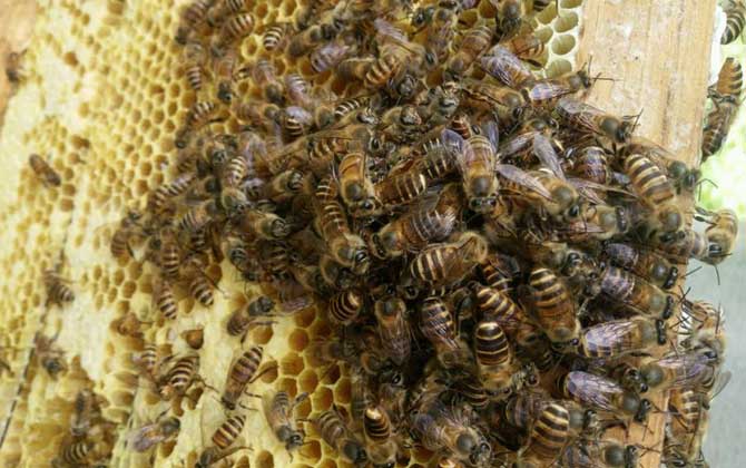 蜜蜂養殖雖然能賺錢,但不是任何地方都能養,除非具備這些條件! 蜜蜂養殖