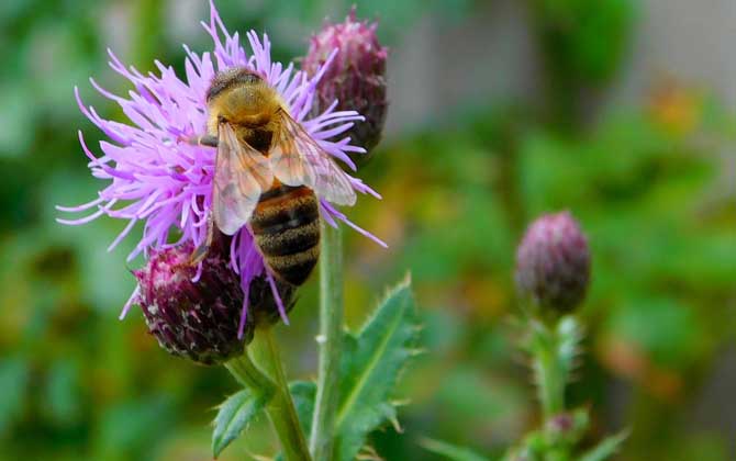 養(yǎng)蜂不僅僅只有蜂蜜,還有它們,有些蜂產(chǎn)品甚至比黃金還金貴! 蜂毒