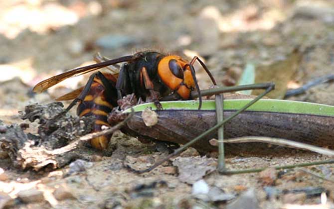 十大毒蜂王排行榜,每一種都是致命的,遇到它們盡量繞道而行! 金環胡蜂