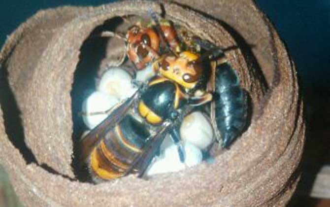 十大毒蜂王排行榜,每一種都是致命的,遇到它們盡量繞道而行! 七里游胡蜂