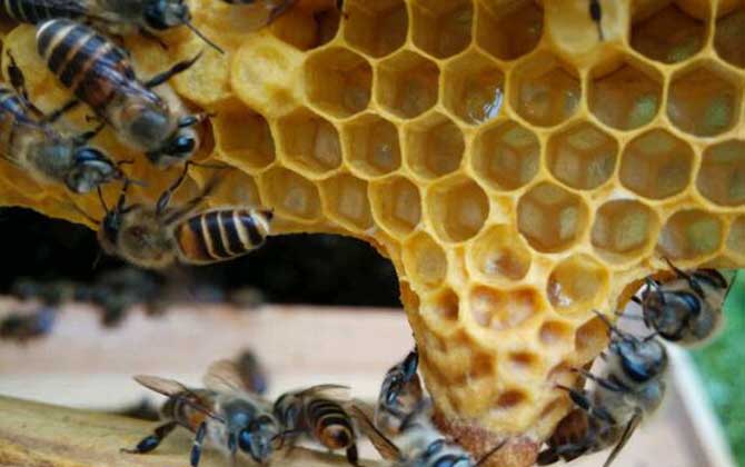 不知道什么時候自然分蜂,清楚這幾個條件,基本上就能判斷出來! 分蜂