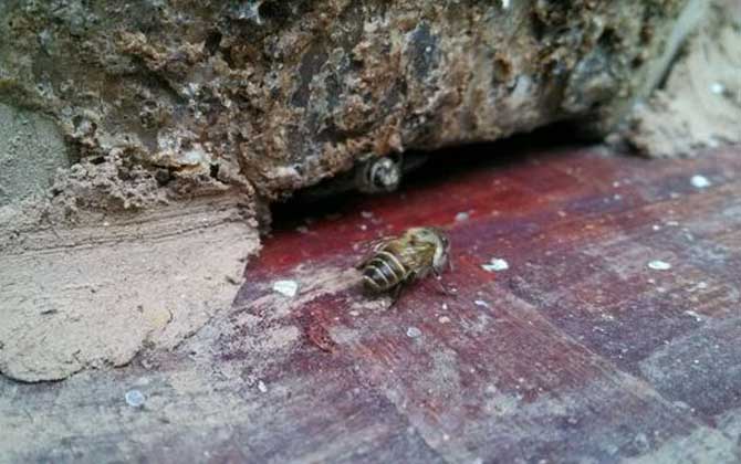 想養蜂卻苦于沒有蜂種,像這樣做個誘蜂箱,輕松將它們誘捕回來! 誘捕野生蜜蜂