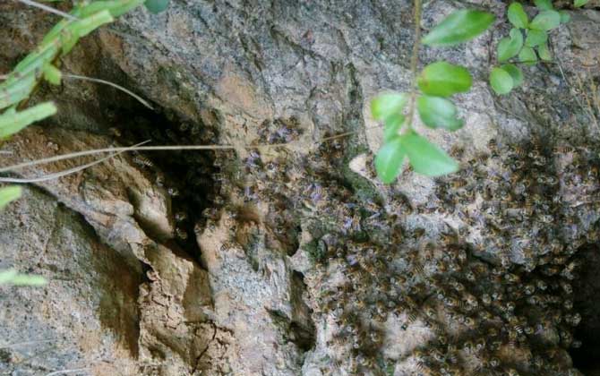 想養蜂卻苦于沒有蜂種,像這樣做個誘蜂箱,輕松將它們誘捕回來! 誘捕野生蜜蜂