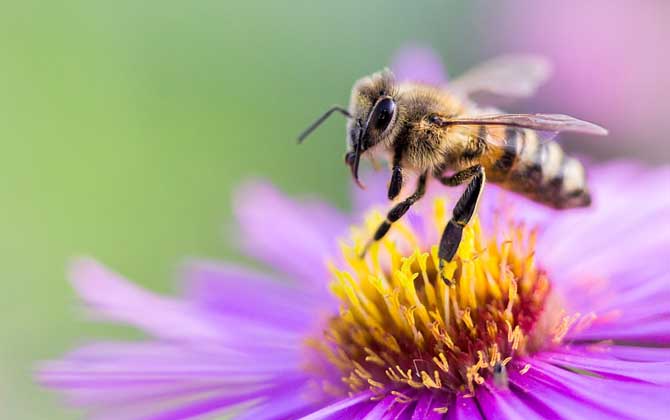 蜂毒對(duì)性功能的作用,沒有特殊作用,過量蜂毒易引起急性腎衰竭! 蜂毒
