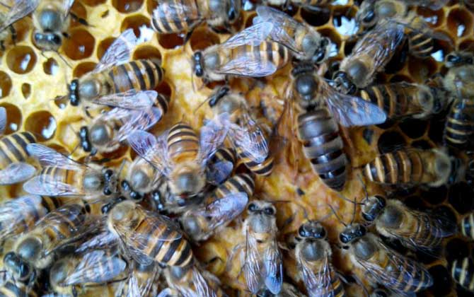 蜂種是養(yǎng)蜂效益的關(guān)鍵,試試這幾種方法,人工選擇改良蜂種質(zhì)量! 蜂種