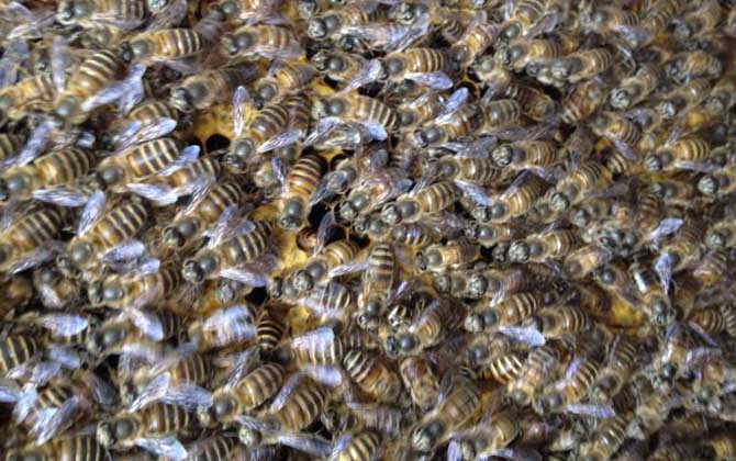 分蜂不一定要兩只蜂王,用這個辦法,只有一只蜂王也能人工分蜂! 人工分蜂