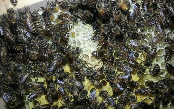 分蜂不一定要兩只蜂王,用這個辦法,只有一只蜂王也能人工分蜂! 人工分蜂