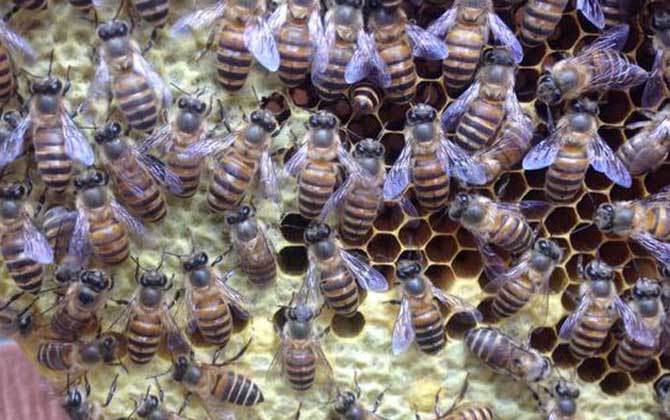 分蜂不一定要兩只蜂王,用這個辦法,只有一只蜂王也能人工分蜂! 人工分蜂