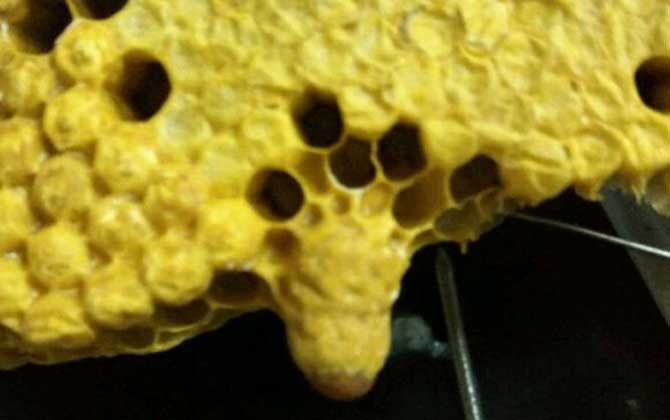 嫌自然分蜂太麻煩,試試這樣拆分蜂群,輕松將一群蜂分成兩群蜂! 人工分蜂