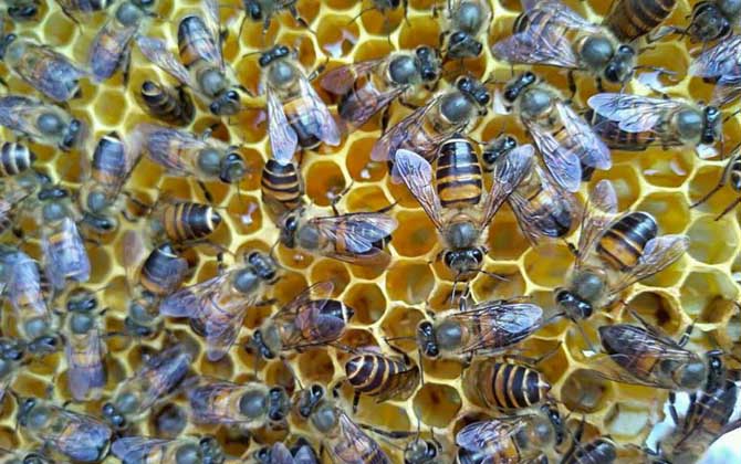 蜜蜂多在春季自然分蜂,了解分蜂過程,有利于將分蜂群收捕回來! 自然分蜂