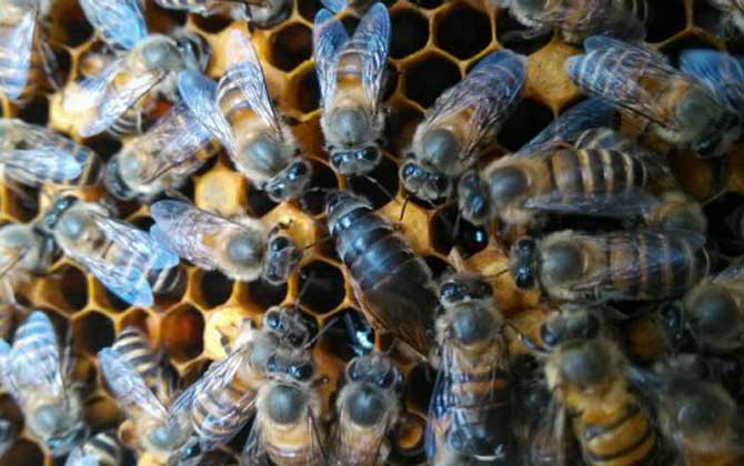 蜜蜂什么時(shí)候分蜂?蜂群的這些行為,已經(jīng)告訴你了大致分蜂時(shí)間! 分蜂