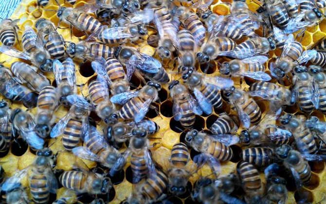 蜂群沒有蜂王怎么辦?試試直接介王法,快速給蜂群介入只新蜂王! 蜂王