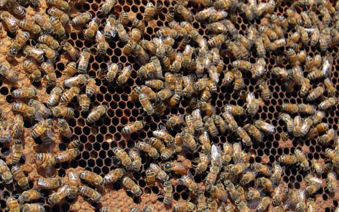 怎樣鑒別蜂王的好壞?按這幾個標準,優質王還是劣質王一目了然! 蜂王