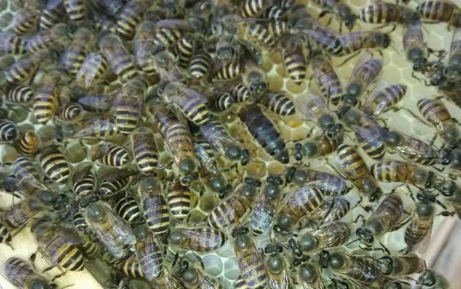 蜜蜂怎么快速繁殖?不妨試試獎勵飼喂,快速就能將蜂群繁殖起來! 蜜蜂繁殖