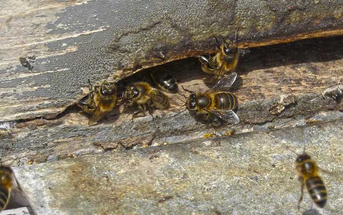 養(yǎng)蜂人為什么越來越少?難道養(yǎng)蜂不賺錢,真相說出來你可能不信! 養(yǎng)蜂