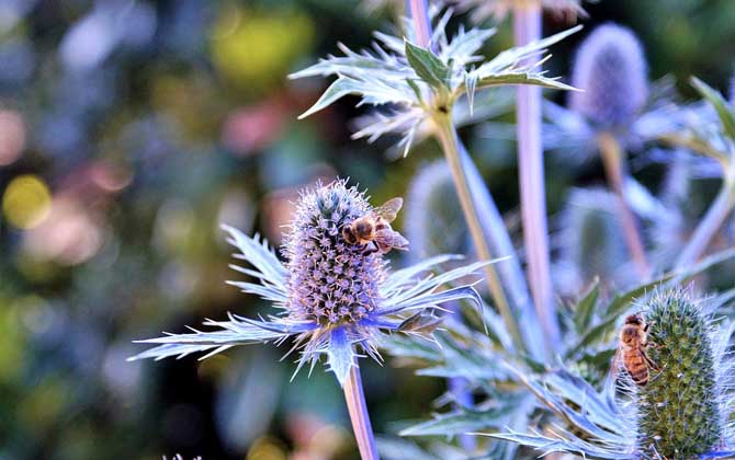 蜜蜂和馬蜂有什么區別?不僅僅是外觀不同,其他區別也極為明顯! 蜜蜂