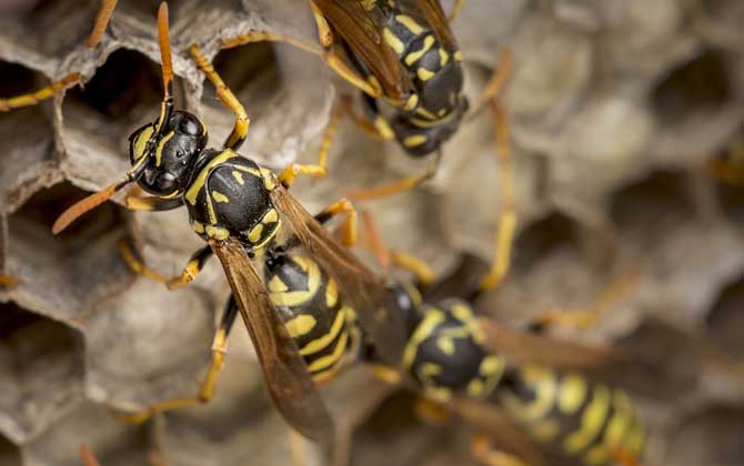 蜜蜂和馬蜂有什么區別?不僅僅是外觀不同,其他區別也極為明顯! 馬蜂