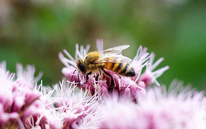 蜜蜂和馬蜂有什么區別?不僅僅是外觀不同,其他區別也極為明顯! 蜜蜂