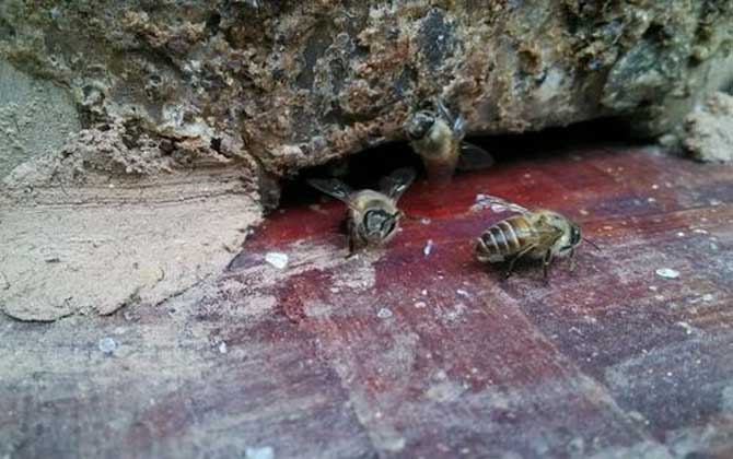 蜜蜂飛逃有什么征兆?有這些表現,蜂群可能已經準備“逃跑”了! 蜜蜂飛逃