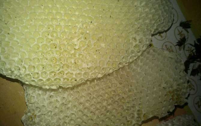 蜂王死了蜂群會怎么樣?未必一定會滅亡,蜂群自救令人嘆為觀止! 工蜂產卵