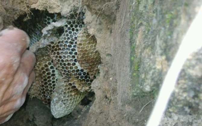 挖誘蜂洞有什么竅門?像這樣挖個誘蜂洞,一年就能誘到好幾群蜂! 誘蜂洞
