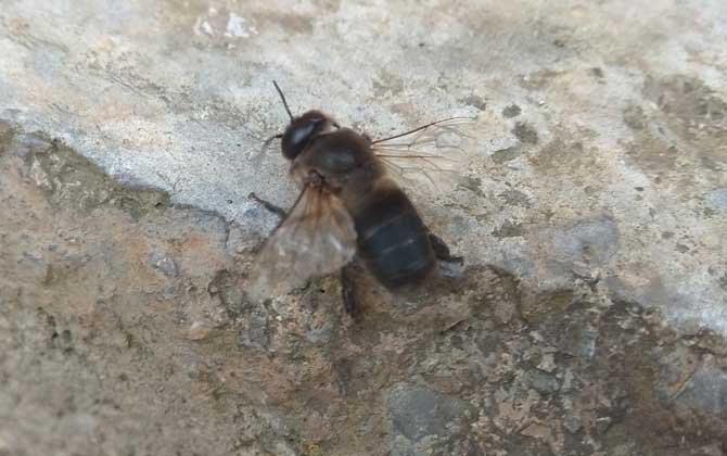 雄蜂的壽命并不短,但多數(shù)雄蜂都短命,這5種死法,一種比一種慘! 雄蜂