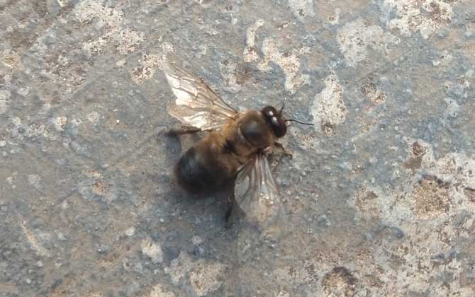 雄蜂的壽命并不短,但多數(shù)雄蜂都短命,這5種死法,一種比一種慘! 雄蜂