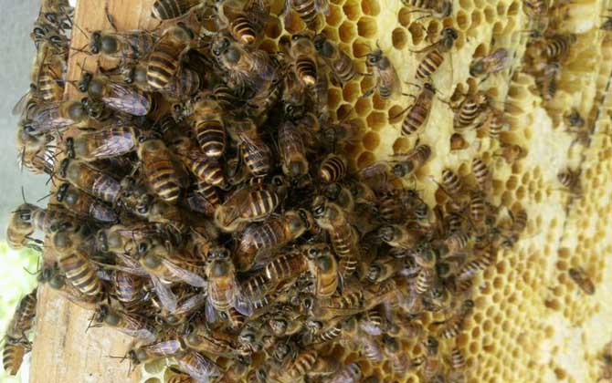 蜜蜂打架不難處理,關(guān)鍵是要找出原因,“對癥下藥”不要太簡單! 蜜蜂