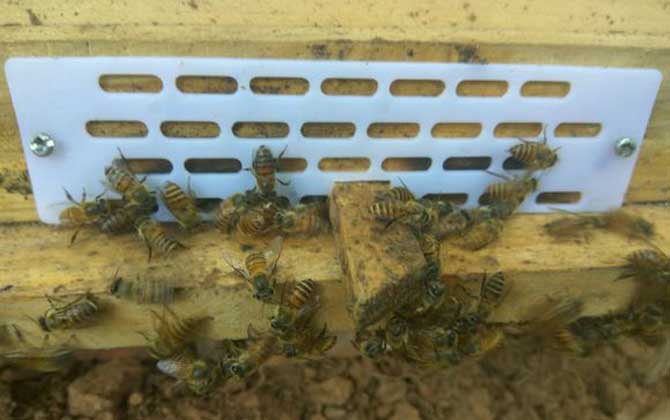 蜜蜂打架不難處理,關(guān)鍵是要找出原因,“對癥下藥”不要太簡單! 蜜蜂