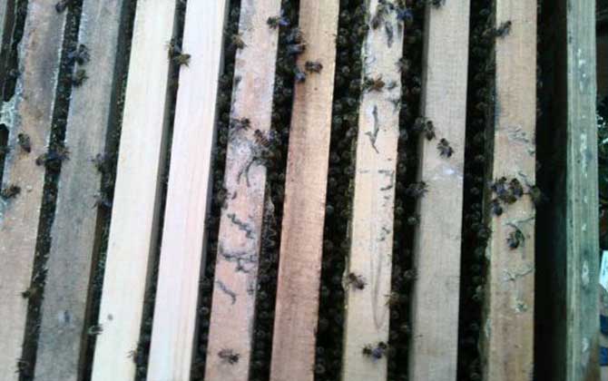 蜜蜂打架不難處理,關(guān)鍵是要找出原因,“對癥下藥”不要太簡單! 蜜蜂