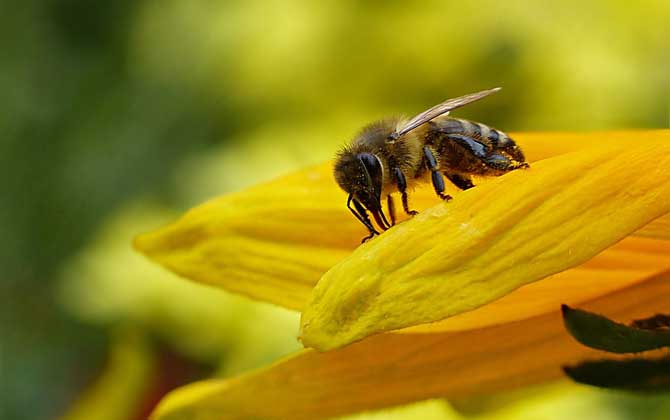 被蜜蜂蟄了怎么處理?不要太緊張,像這樣處理后基本沒(méi)啥大問(wèn)題! 蜜蜂