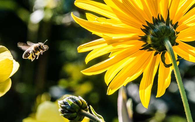 被蜜蜂蟄了怎么處理?不要太緊張,像這樣處理后基本沒(méi)啥大問(wèn)題! 蜜蜂