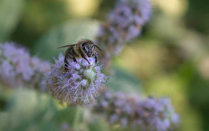 被蜜蜂蟄了怎么處理?不要太緊張,像這樣處理后基本沒(méi)啥大問(wèn)題! 蜜蜂