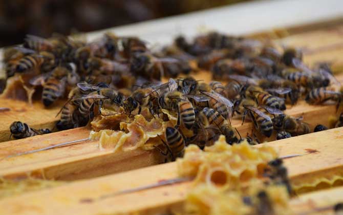 蜜蜂喂白糖就是在摻假?真相未必如此,千萬別聽外行人道聽途說! 蜜蜂