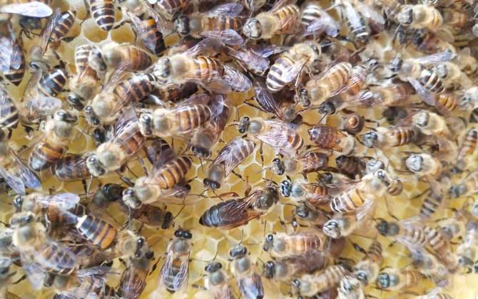 200只工蜂,1只蜂王,若這些條件都具備,也有機會發(fā)展成強群! 養(yǎng)蜂