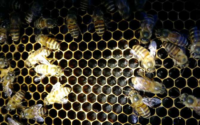 200只工蜂,1只蜂王,若這些條件都具備,也有機會發(fā)展成強群! 養(yǎng)蜂